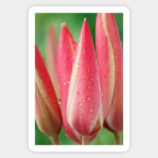 Tulipa clusiana  'Cynthia'  AGM  Lady tulip  Miscellaneous tulip Sticker